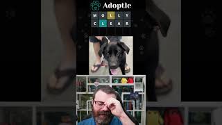 Whats this dogs name Adoptle April 1 2024 [upl. by Crescantia]