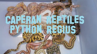 Caperan reptile ball python  Elevage Python regius  phase  mutation génétique [upl. by Geller257]