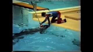 Dolphin Show  Dolfinarium Harderwijk 1989 EDUCATIONAL [upl. by Lenox]