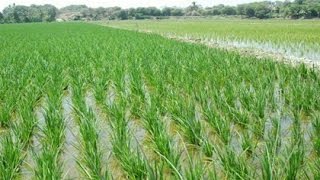 Como Usar Correctamente un Motocultor  TvAgro por Juan Gonzalo Angel [upl. by Cohen905]