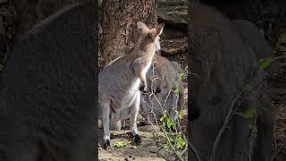 The Red Legged Pademelon Australia [upl. by Oirevlis]