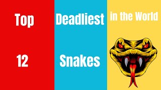 Top 12 Deadliest Snakes in the World  Most Venomous and Dangerous Snakes [upl. by Abehsile]