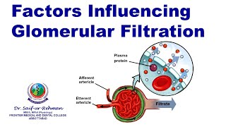 Factors Influencing Glomerular Filtration [upl. by Immas304]