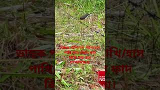 ডাহুক পাখি ধরার ফাদ তৈরীর পদ্ধতি।How to make Gallinule bird trapdahuk pakhir fadজাংগীফাদshort [upl. by Aneek]