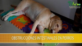 Obstrucciones Intestinales en Perros TvAgro por Juan Gonzalo Angel Restrepo [upl. by Lehcyar]