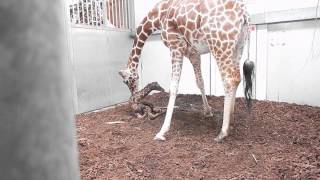 Giraffe geboren in ARTIS  maart 2014 [upl. by Copland670]