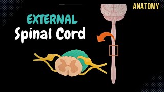 External Spinal Cord Surface Segments Spinal Nerve Enlargements Reflex Arch  Anatomy [upl. by Wallford]