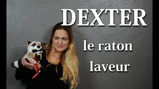 DEXTER LE RATON LAVEUR contre la fourrure  ZOÉ VENTRILOQUE [upl. by Mima]