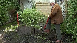 COMMENT BIEN ARRACHER EN MOTTE UN ARBUSTE Pittosporum POUR LE TRANSPLANTER [upl. by Gninnahc938]