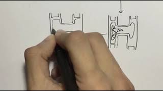 How to draw Scalariform Conjugation of spirogyra [upl. by Nomelif418]