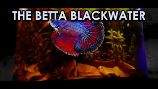 Upgrading Egg Crate Background to create the Betta Blackwater [upl. by Ylyl]