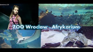 ZOO Wrocław  Afrykarium [upl. by Epilef607]