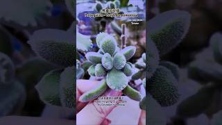 秋天 熊童子 扦插 Propagation  Cotyledon tomentosa [upl. by Nedearb]