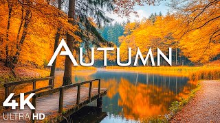 Enchanting Autumn Forests with Beautiful Piano Music🍁4K Autumn Ambience amp Fall Foliage 20 [upl. by Irot]