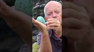 வித்தியாசமான முட்டை  Amazing Common Murre Egg Facts  Tamil Info Share shorts [upl. by Helali499]