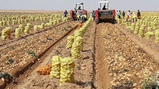 How To Harvest Potato  Potato Cultivation and Farming Technique Step By Step Harvesting Potato [upl. by Elbam]