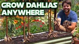 Dahlia Growing 101 Plant Support and Prune Without Killing Them [upl. by Mello45]