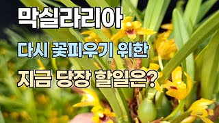 막실라리아 꽃 피우기 위한 가을 관리 Maxillaria [upl. by Sivert]