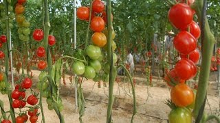 Sistemas de Siembra para Tomate en Invernadero  TvAgro por Juan Gonzalo Angel [upl. by Solram]