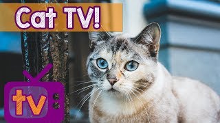 Cat TV  Best Videos for Cats with Calming Music and Nature Sounds  9 Hour TV for Cats playlist [upl. by Sherry74]