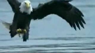 Zeitlupe Seeadler beim fischen slow motion eagle fishing [upl. by Hajile]