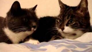 2 Katzen sprechen miteinander [upl. by Kevina866]