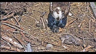 The youngest Osprey chick passes today at Barnegat Light 2021 06 18 20 38 52 095 [upl. by Jeconiah998]