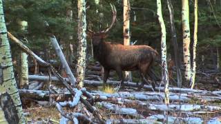 Bowhunting Elk In Colorado [upl. by Vanderhoek329]