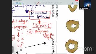 first week of development langmans embryology review embryology bangla [upl. by Salohci902]