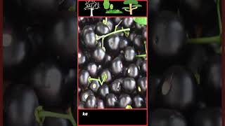 Belladonna  दुनिया के जहरीले फल  shorts plants [upl. by Gladine]