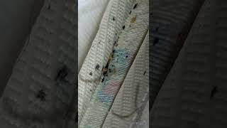 Bed Bug Parasites pestcontrol bedbugs [upl. by Lotsirhc184]