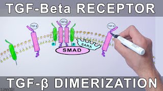 TGFBeta Receptor  Structure and Dimerization [upl. by Bergstein343]