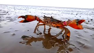 Unique Scenes of Crabs Running Fast Naya Savira fishing [upl. by Ecnerewal]