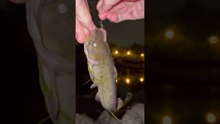 Nighttime BULLHEADS chicago fishing trending fish fun balık shorts nice reels catfish [upl. by Aiuqat]