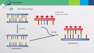 Fluorescent In Situ Hybridization FISH Assay [upl. by Eltsyrc]