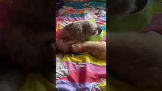 Mom and son feed together🐈🐈‍⬛🤱🏻catkittecatlovershortsshortsvideo kishorekumar [upl. by Vudimir]