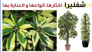 العناية بنبات الشفليرا من ري و تسميد و اكثار انواع نبتة شفليرا Schefflera Care and Propagation [upl. by Walworth]