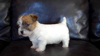 Jack Russell Terrier puppy quotBearquot [upl. by Otila]