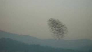 Falcon Attack Peregrine Divebombs Flock of Starlings [upl. by Eedna]