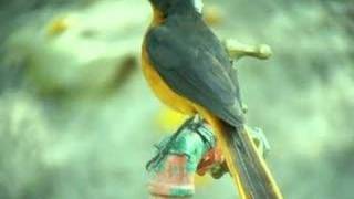 White Crowned Robin Chat Cossypha albicapilla [upl. by Pearman]