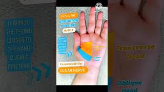 Muscle of hand  Adductor Pollicis ✋ mbbs shorts viralvideo viralvideo [upl. by Letnwahs413]