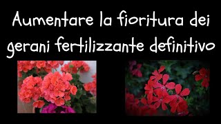 Aumentare la fioritura dei gerani Fertilizzante definitivo [upl. by Jacinthe]