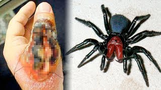 THE MOST DANGEROUS SPIDERS In The World [upl. by Grearson]