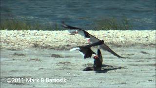 Black Skimmers attacking and killing Laughing Gulls [upl. by Kirre]