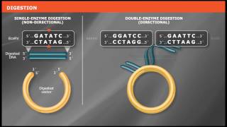 Overview of Traditional Cloning [upl. by Nnad]