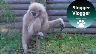 Hilarious Gibbons Freak Out About Rodent [upl. by Anair]