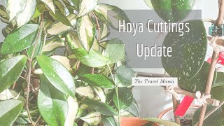 Hoya Cuttings UpdateSunrise Rosita Kerrii Eskimo Wilbur Graves And More [upl. by Hesoj627]