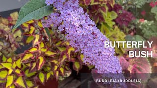 Buddleja Buddleia  Butterfly bush Easy tips on how to propagate the Butterfly bush [upl. by Lebiralc]