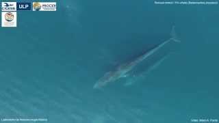 Vista aérea de rorcuales comunes  Aerial view of fin whales Balaenoptera physalus [upl. by Crissie]