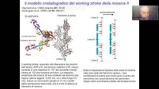 Lezioni di Fisiologia  Prof Vincenzo Lombardi quotLa contrazione muscolarequot [upl. by Melisse]